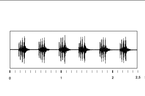 Sonogramme du chant d'appel chez le Grillon (Grillus campestris)